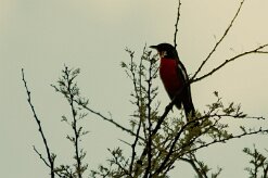 Gonolek_rouge_et_noir_01-2 null