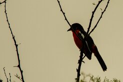 Gonolek_rouge_et_noir_02-2 null