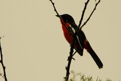 Gonolek_rouge_et_noir_03-2 null