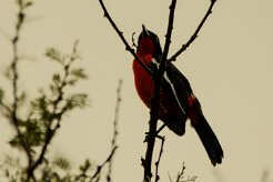 Gonolek_rouge_et_noir_04-2 null