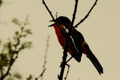 Gonolek_rouge_et_noir_05-2 null