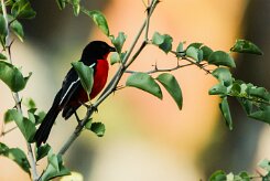 Gonolek_rouge_et_noir_06-2 null