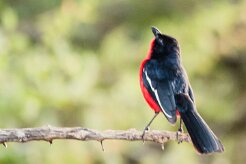 Gonolek_rouge_et_noir_07-2 null