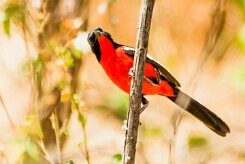 Gonolek_rouge_et_noir_09-2 null