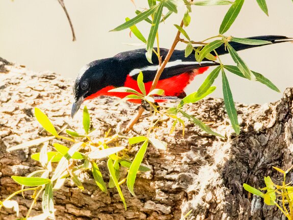 Gonolek rouge et noir