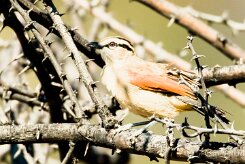 Brown-crowned Tchagra-(Tchagra à tête brune)_737A2852-2 null