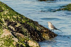 Bergeronnette grise_737A6281-2 null