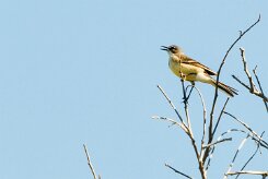 Cape Wagtail (Bergeronnette du Cap)_x737A4340-2 null