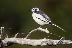 African Pied Wagtail (Bergeronnette pie)_7D2_0441 null