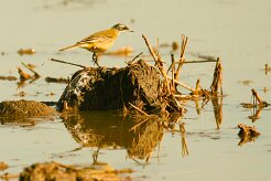 bergeronnette_printaniere_iberiae_01-2 null