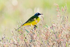 bergeronnette_printaniere_iberiae_06-2 null