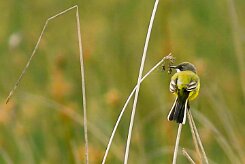 bergeronnette_printaniere_iberiae_07-2 null