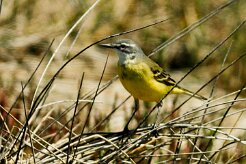 bergeronnette_printaniere_iberiae_10-2 null
