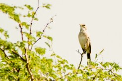 Pipit_à_long_bec_01-2 null