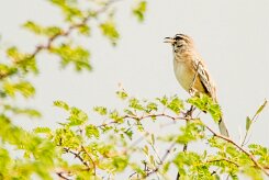 Pipit_à_long_bec_02-2 null