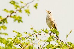 Pipit_à_long_bec_03-2 null