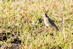 African pipit (Pipit Africain)_7D2_2554 null