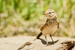Pipit_africain_01-2 null