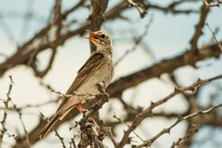 Pipit_africain_02-2 null