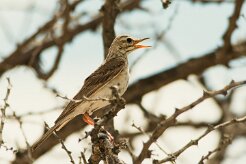 Pipit_africain_03-2 null