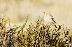 Pipit_africain_04-2 null
