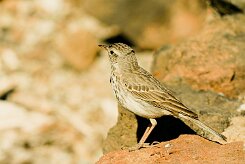 pipit_de_berthelot_02-2 null