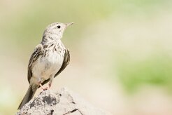 pipit_de_berthelot_03-2 null