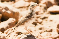 pipit_de_berthelot_04-2 null