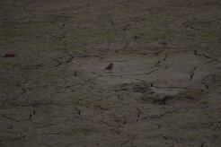 Pipit Farlouse_737A7068-2 null