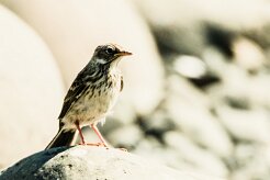 Pipit farlouse-_118_9685 null