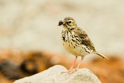 Pipit farlouse_042_9163 null