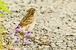 Pipit farlouse_050_9255 null