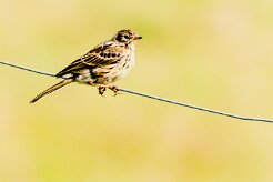 Pipit farlouse_175_0486 null