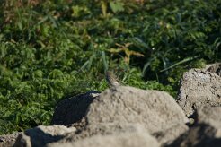 Pipit farlouse_737A6721 null
