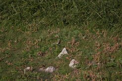 Pipit farlouse_737A6797-2 null