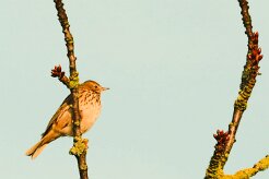 pipit_farlouse_02-2 null