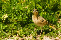 pipit_rousseline_02-2 null