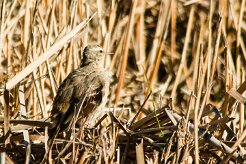 pipit_spioncelle_01-2 null