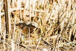 pipit_spioncelle_02-2 null