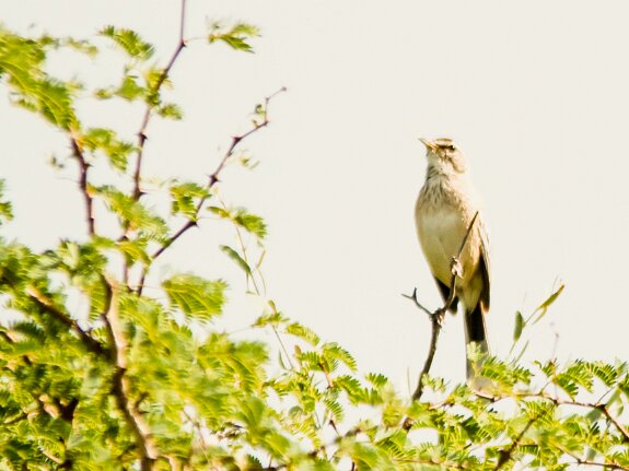 Pipit à long bec