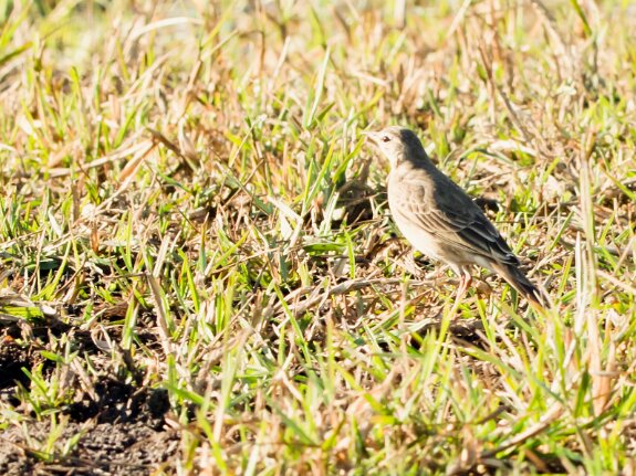 Pipit Africain