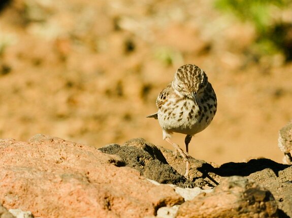 Pipit de Berthelot