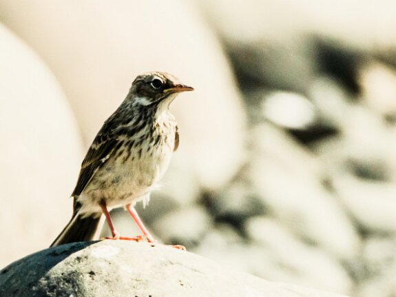 Pipit farlouse