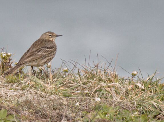 Pipit maritime