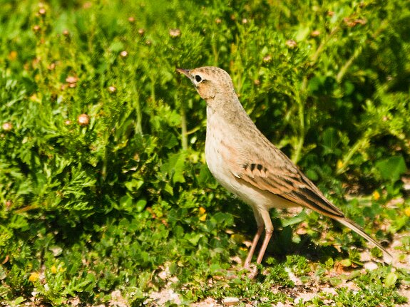 Pipit rousseline