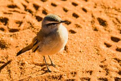 Kalahari Scrub Robin (Agrobate du Kalahari)_737A1884-2 null