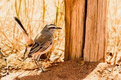 Kalahari Scrub Robin (Agrobate du Kalahari)_737A1907-2 null