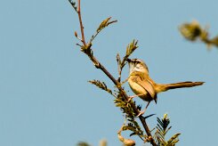 Kalahari Scrub Robin (Agrobate du Kalahari)_x737A3493-2 null