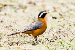 White browed Robin-chat (Cossyphe de Heuglin)_x737A3662-2 null