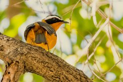 White-browed Robin-Chat (Cossyphe de Heuglin)_7D2_2630 null